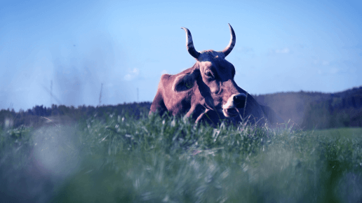 Braune Kuh mit Hörnern liegt auf einer Wiese